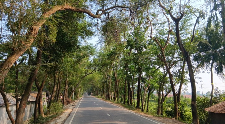 লক্ষ্মীপুরে কাটা পড়বে ১৫ হাজার গাছ!